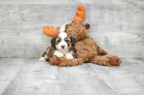 Mini Bernedoodle Pup Being Cute