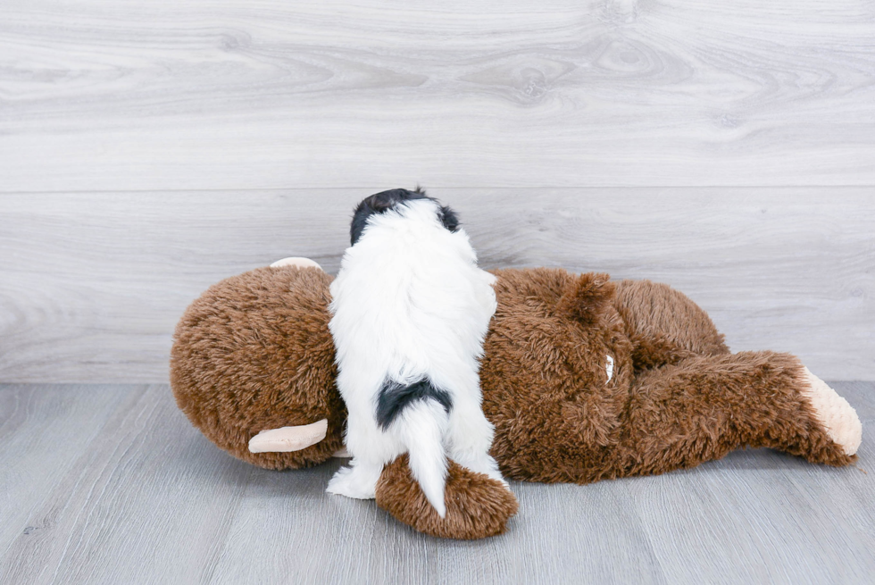 Maltipoo Pup Being Cute