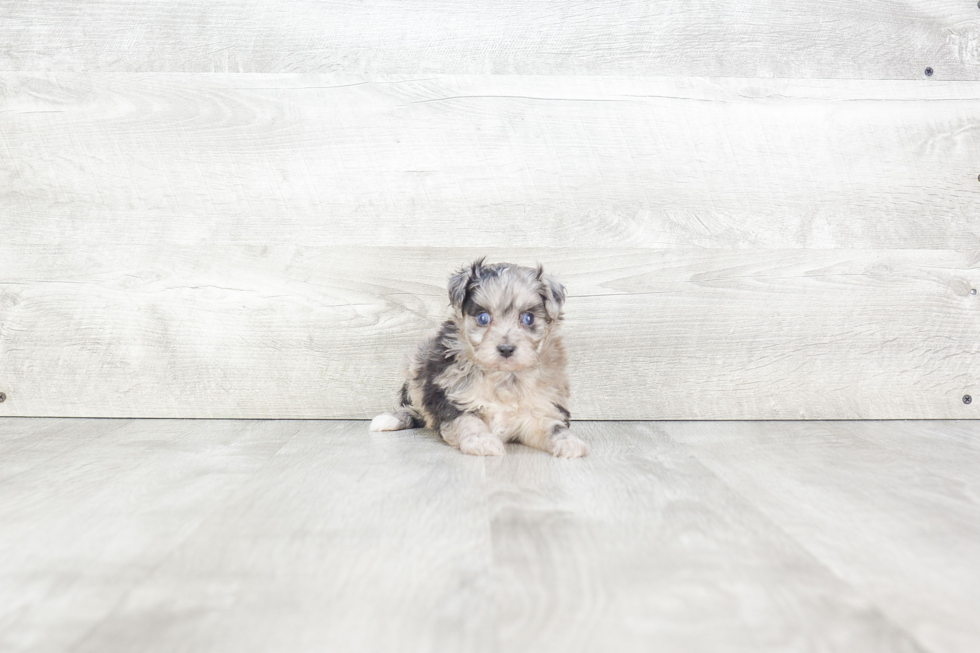 Mini Aussiedoodle Puppy for Adoption