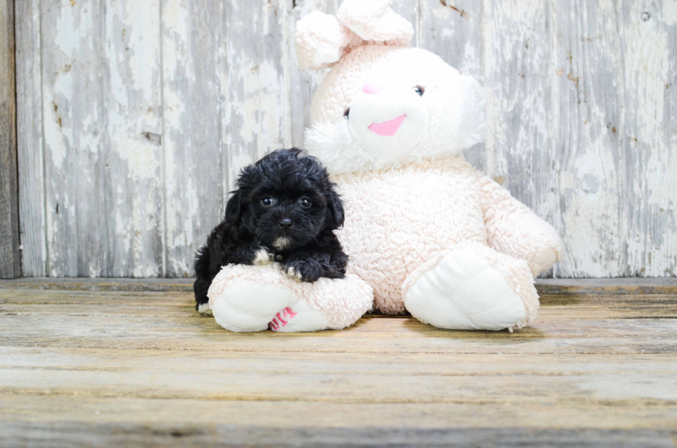 Fluffy Teddy Bear Designer Pup