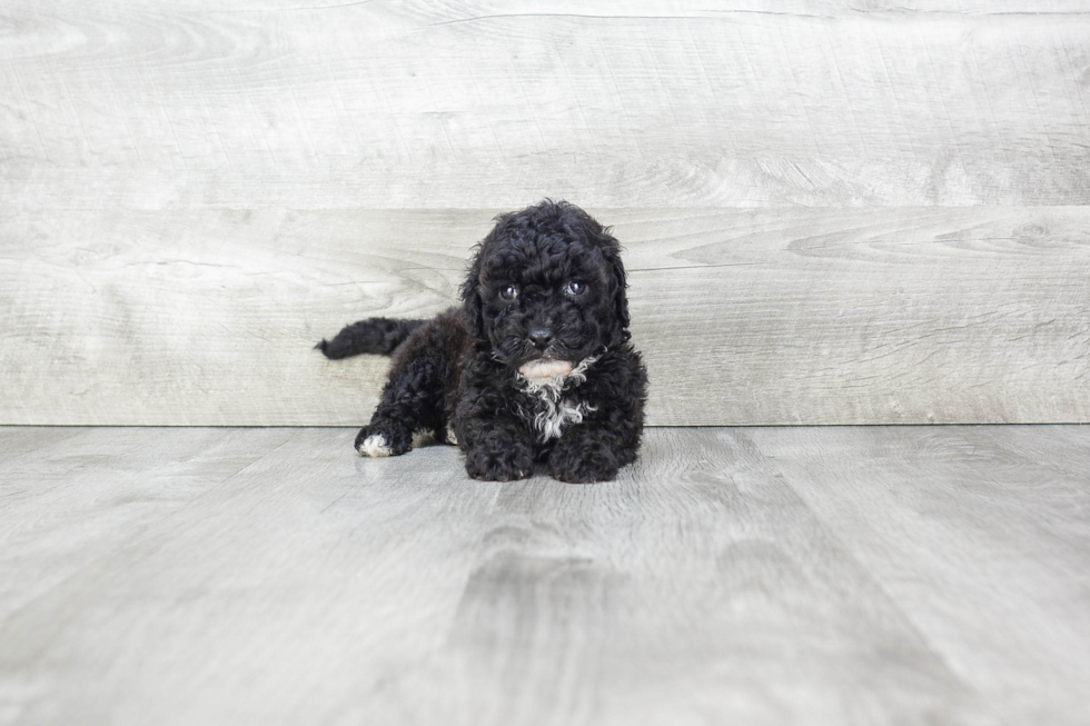 Popular Maltipoo Poodle Mix Pup