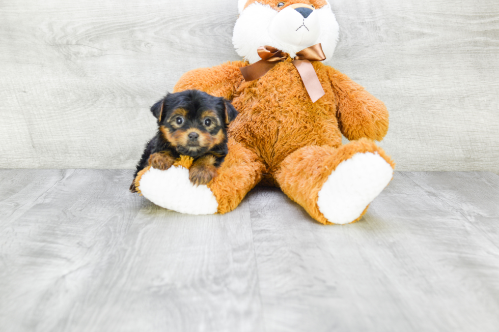 Meet Fiona - our Yorkshire Terrier Puppy Photo 