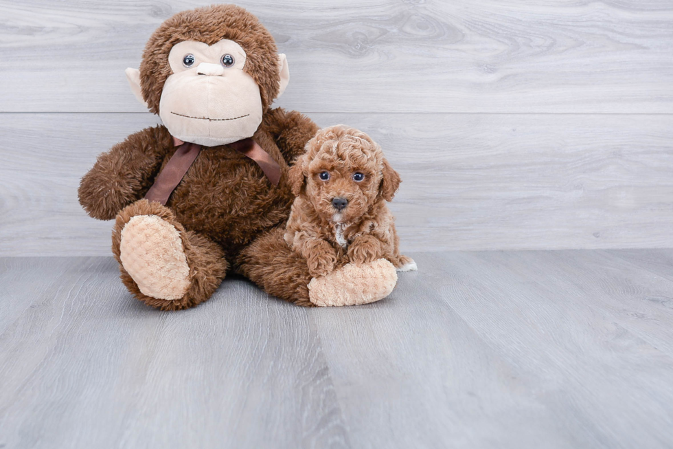Poodle Pup Being Cute