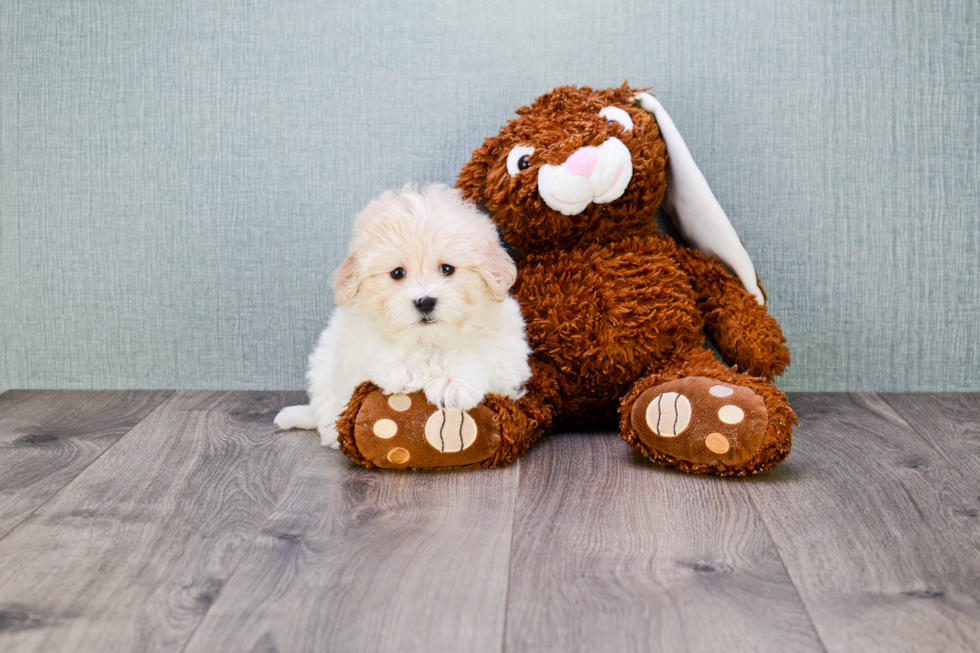 Akc Registered Havanese Baby