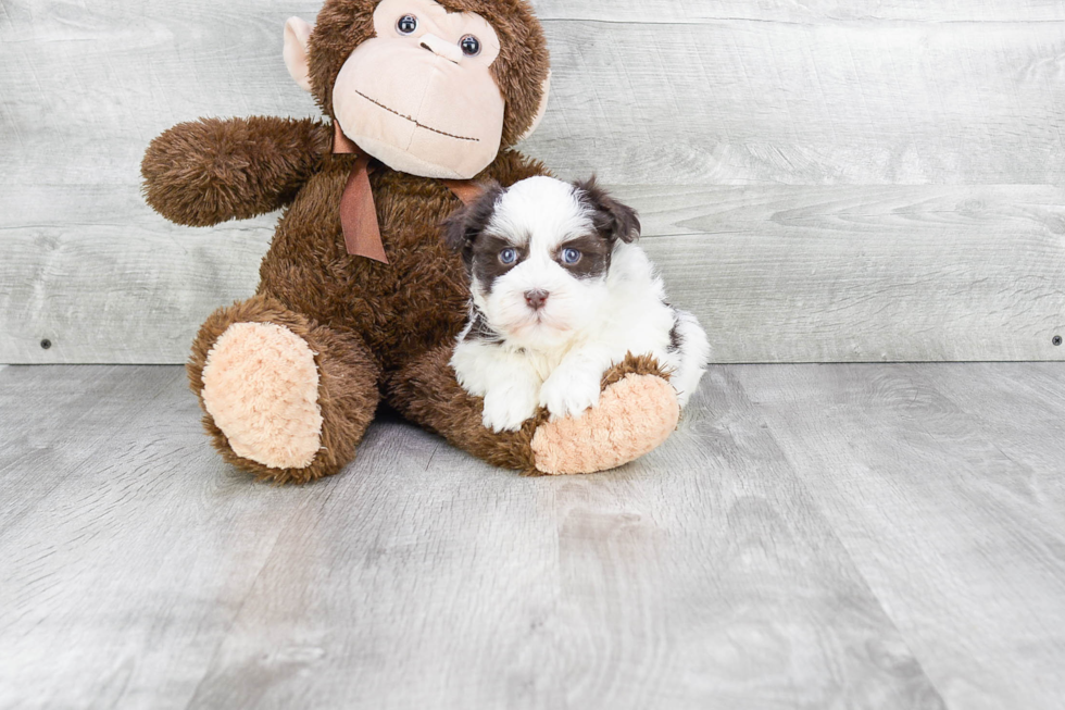 Friendly Havanese Purebred Pup