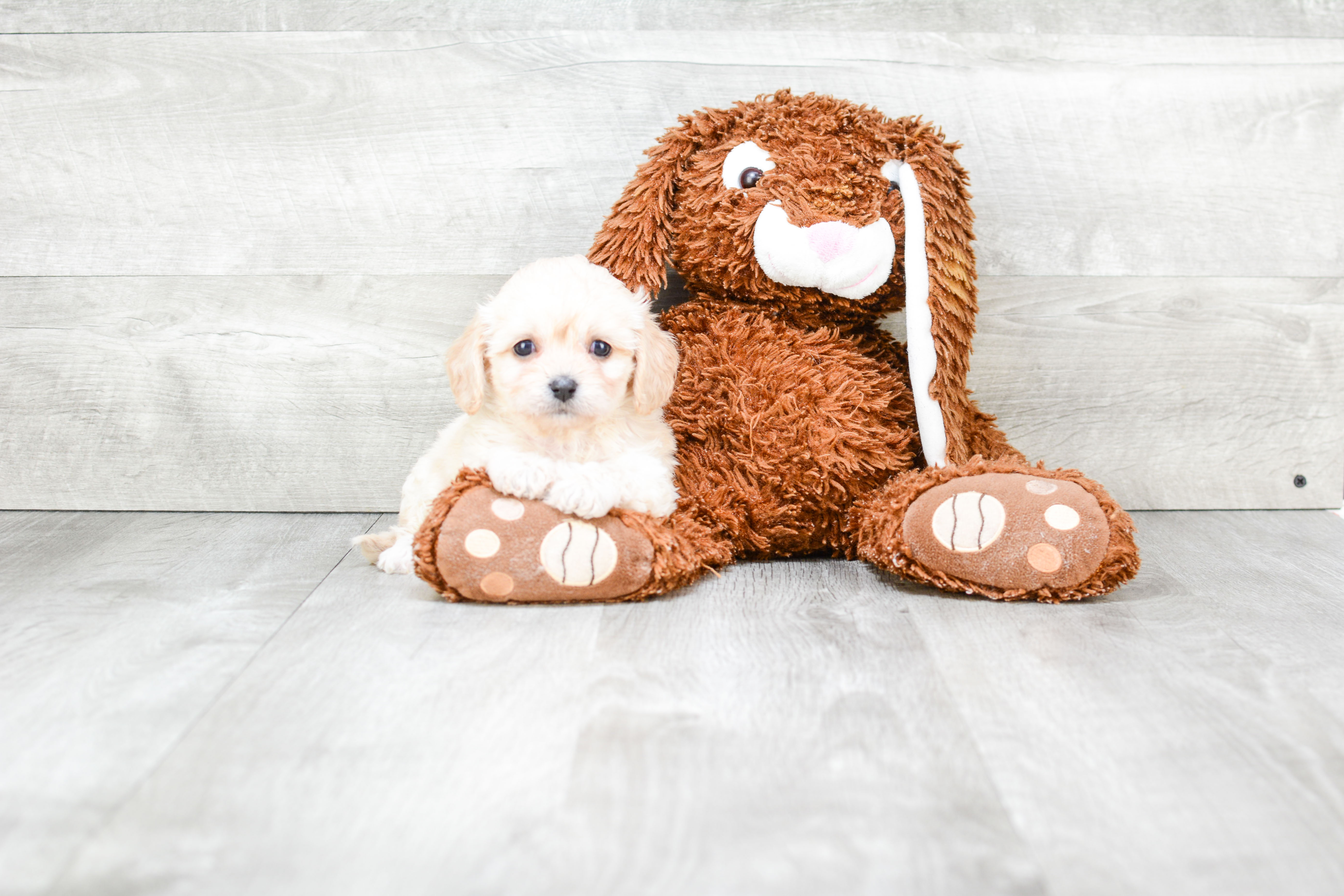 Smart Cavachon Designer Pup