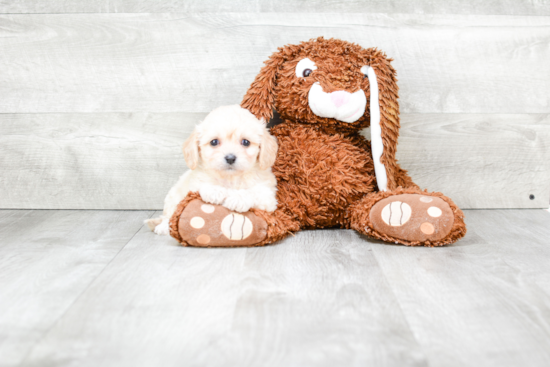 Smart Cavachon Designer Pup