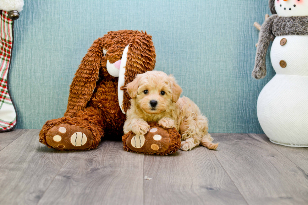 Maltipoo Pup Being Cute