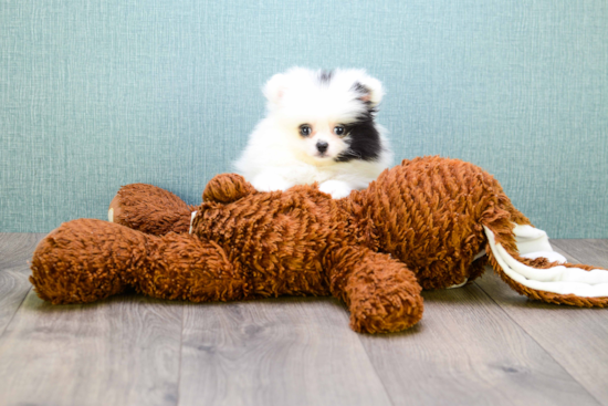 Petite Pomeranian Purebred Puppy