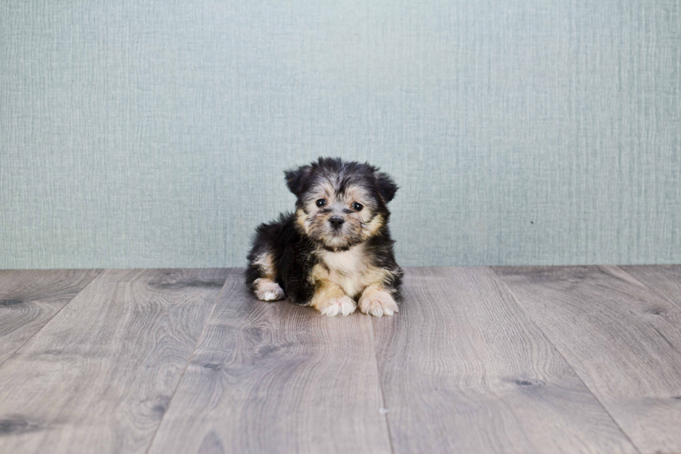 Funny Morkie Designer Pup