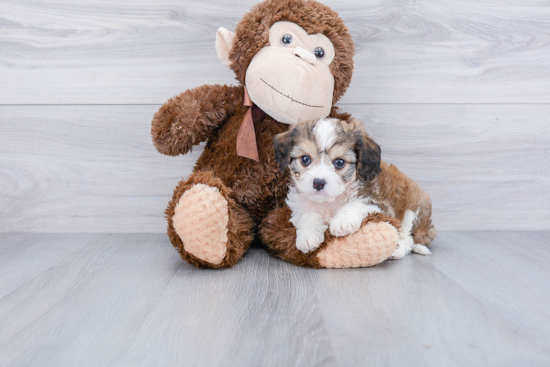 Cavachon Pup Being Cute