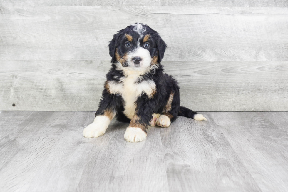 Hypoallergenic Bernadoodle Poodle Mix Puppy