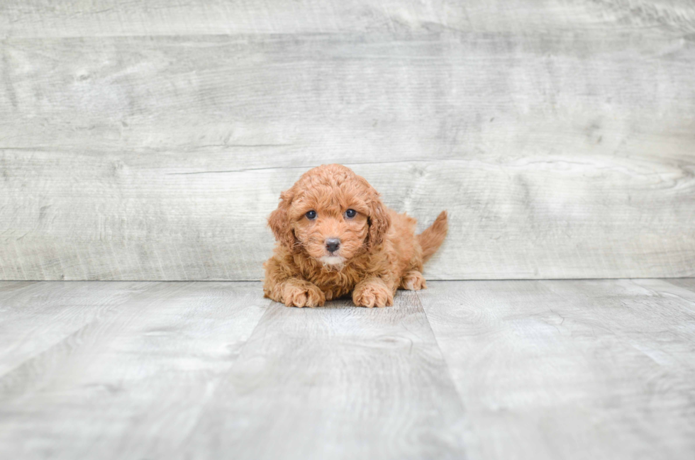 Best Mini Goldendoodle Baby