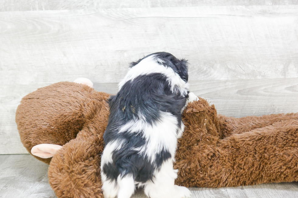 Friendly Teddy Bear Baby