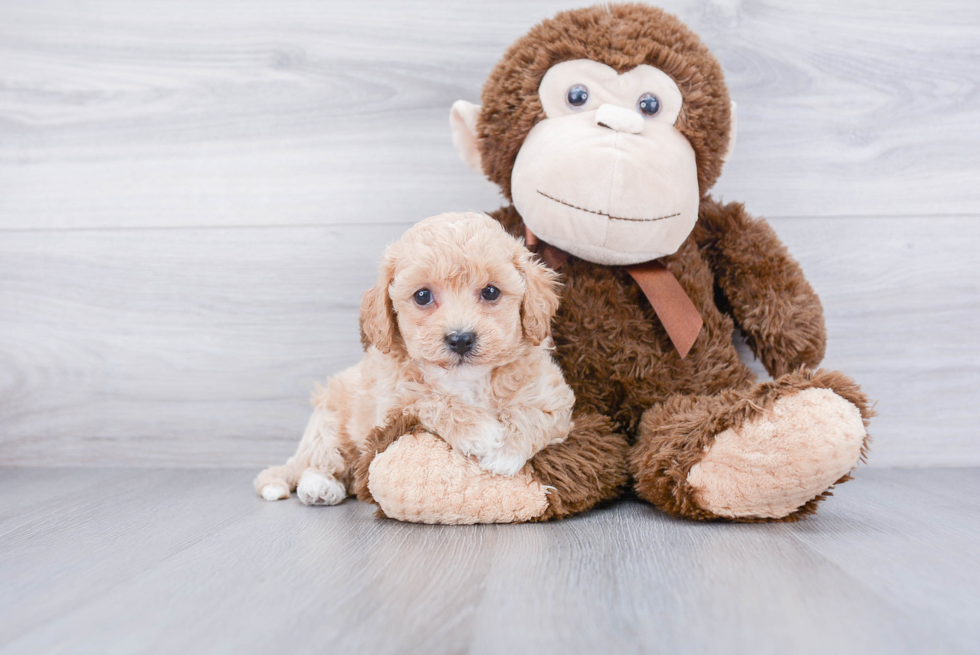 Adorable Maltepoo Poodle Mix Puppy