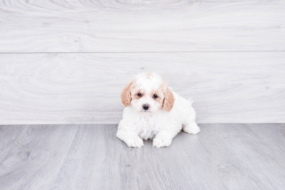 Playful Cockerpoo Poodle Mix Puppy