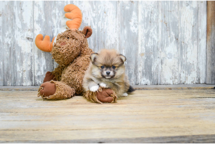 Hypoallergenic Pomeranian Purebred Pup