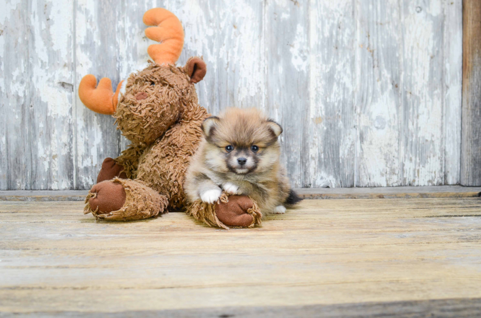 Hypoallergenic Pomeranian Purebred Pup