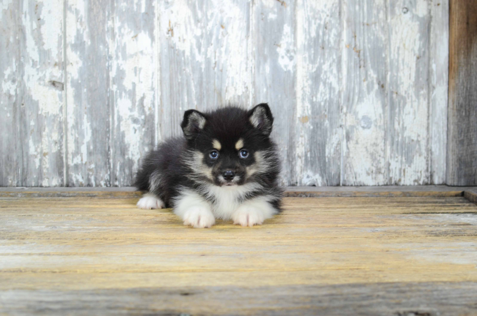 Best Pomsky Baby