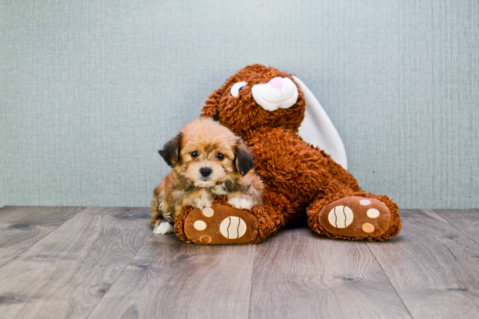 Morkie Pup Being Cute