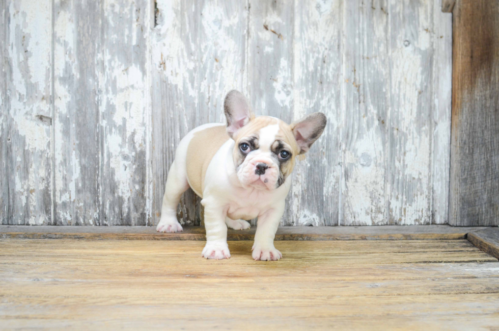 Popular French Bulldog Baby