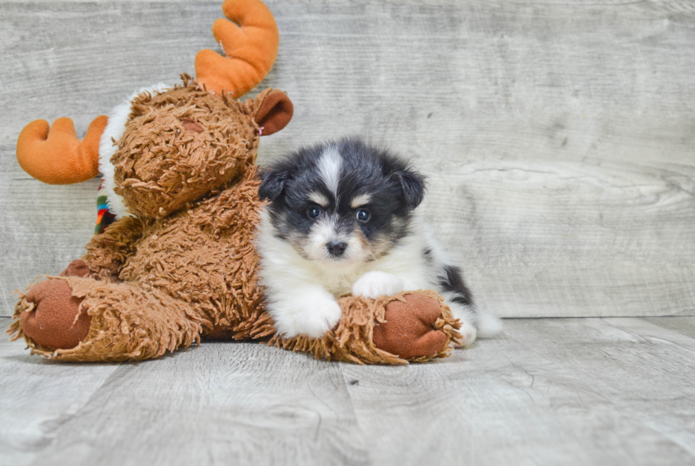 Fluffy Maltipom Designer Pup