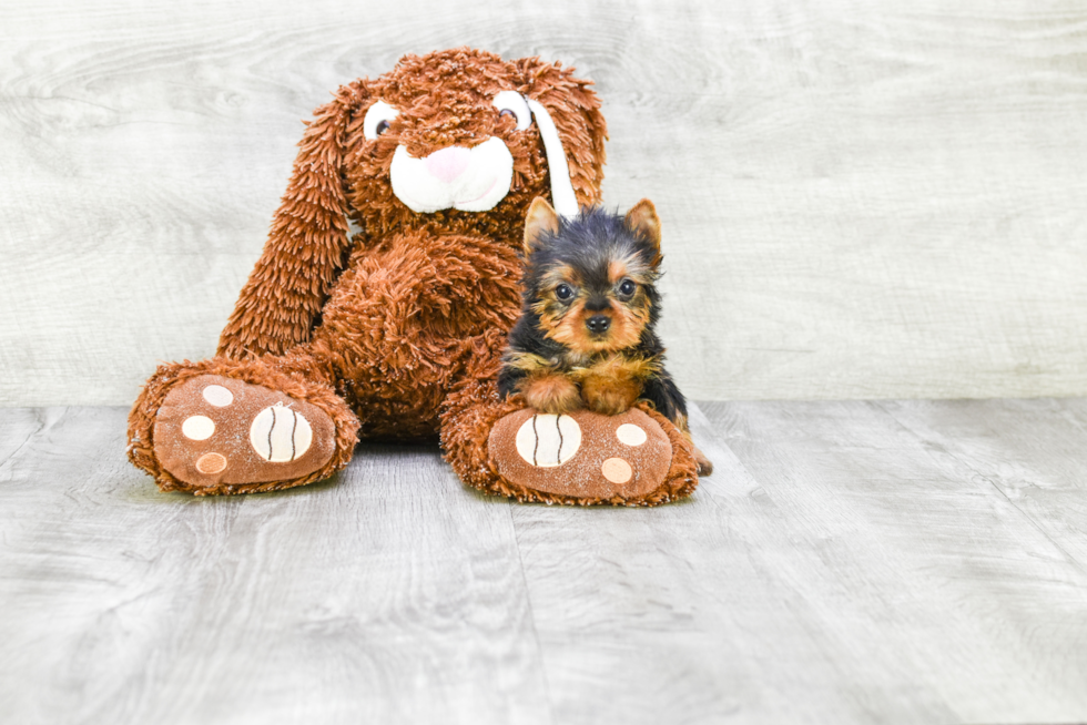 Meet Rascal - our Yorkshire Terrier Puppy Photo 