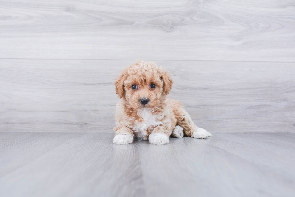 Maltipoo Puppy for Adoption