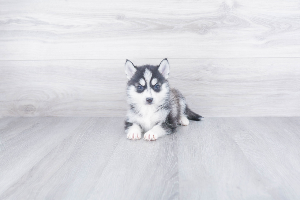 Pomsky Pup Being Cute