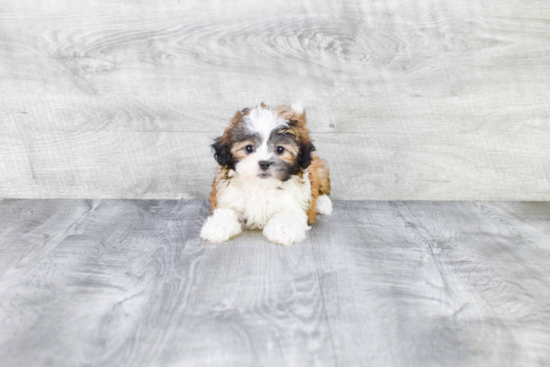 Teddy Bear Pup Being Cute