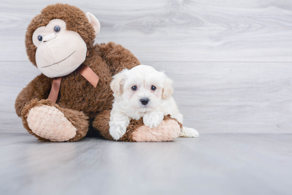 Maltipoo Pup Being Cute