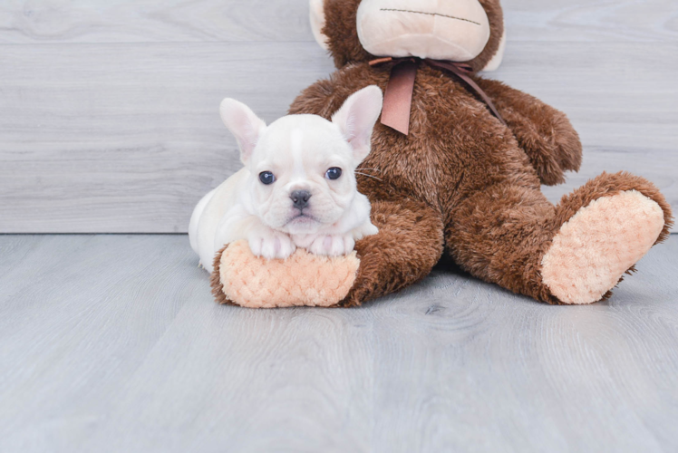 French Bulldog Pup Being Cute