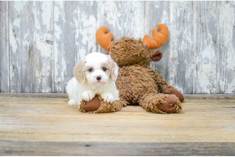 Cavachon Pup Being Cute