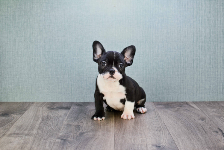 Energetic Frenchie Purebred Puppy