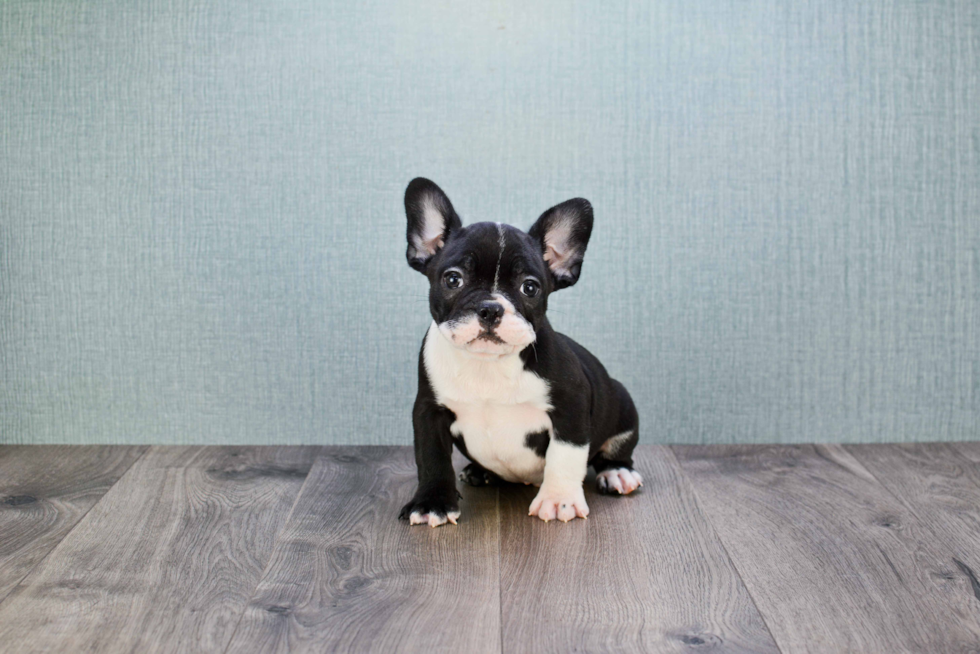 Energetic Frenchie Purebred Puppy