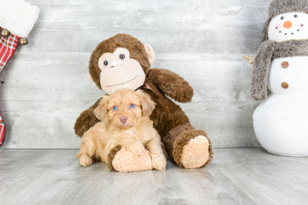 Fluffy Mini Aussiedoodle Poodle Mix Pup