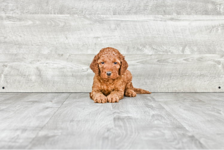 Mini Goldendoodle Pup Being Cute