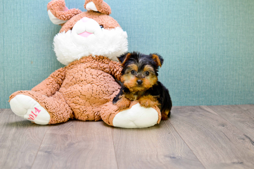 Meet Timmy - our Yorkshire Terrier Puppy Photo 