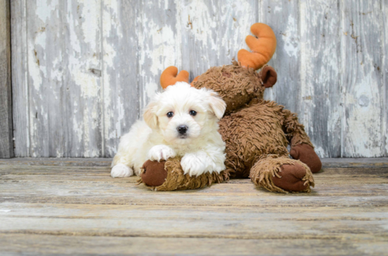 Best Maltipoo Baby