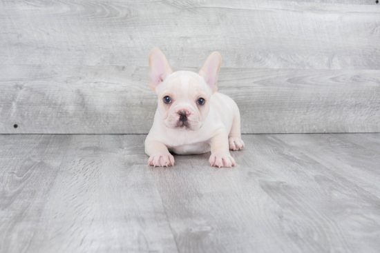 Petite Frenchie Purebred Puppy