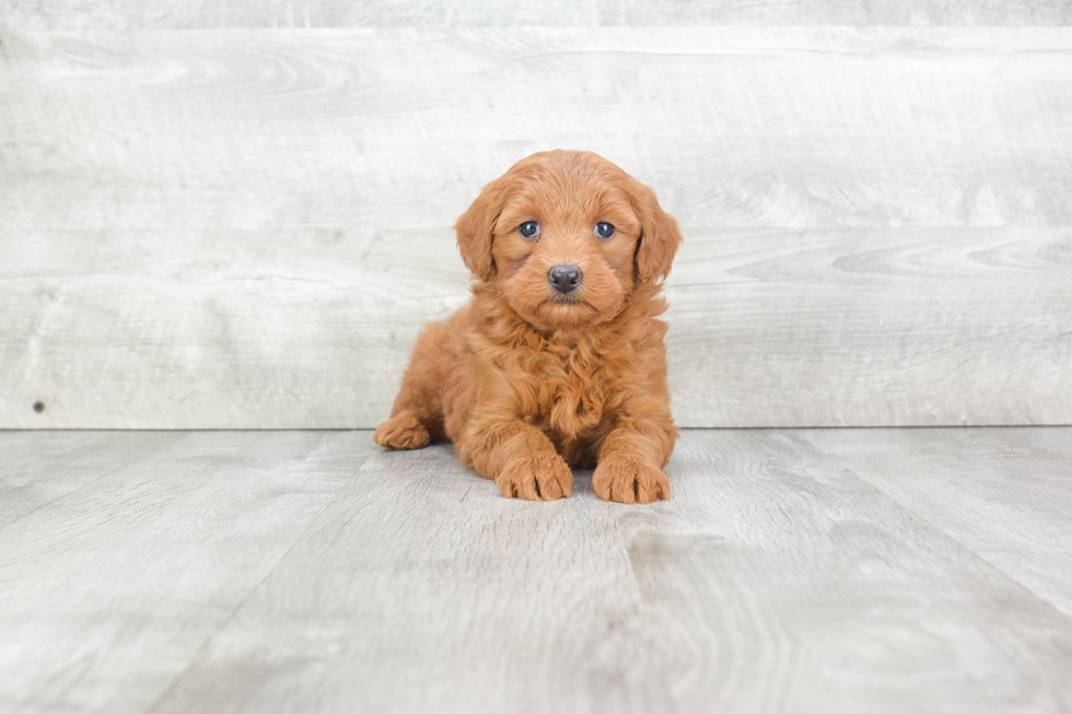 Playful Golden Retriever Poodle Mix Puppy