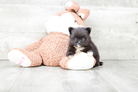 Pomeranian Pup Being Cute