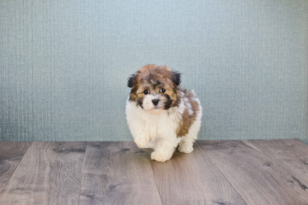 Petite Havanese Purebred Puppy