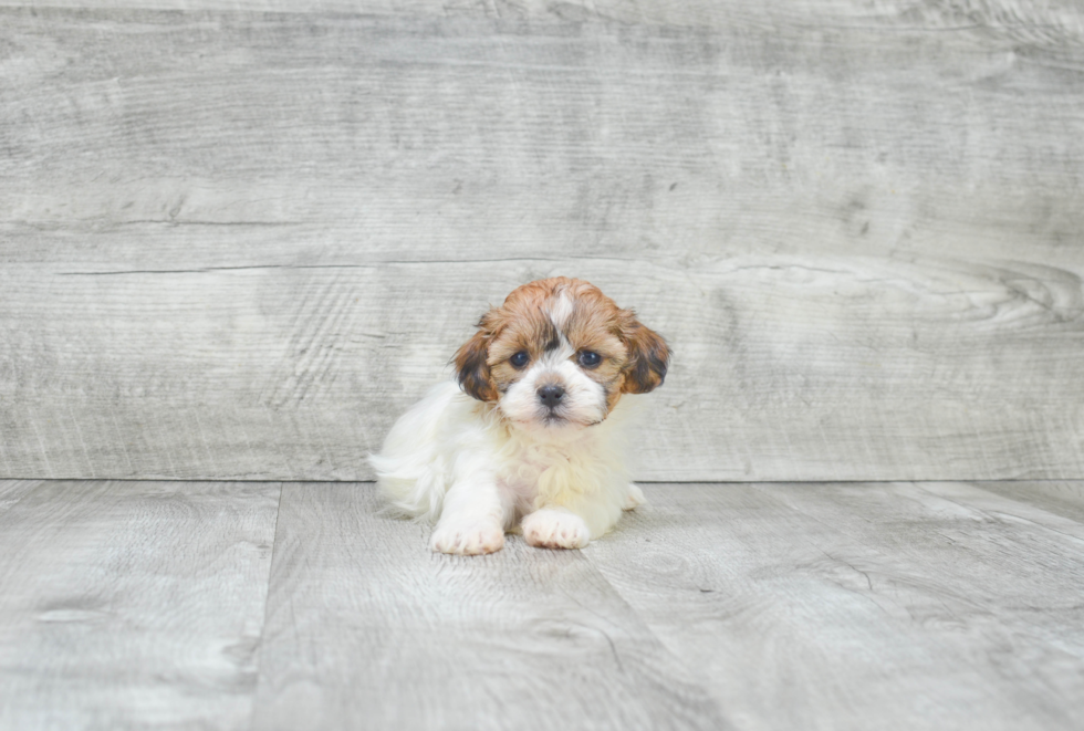 Teddy Bear Pup Being Cute