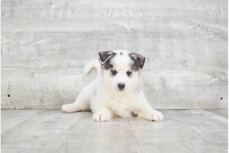 Hypoallergenic Mini Husky Designer Puppy