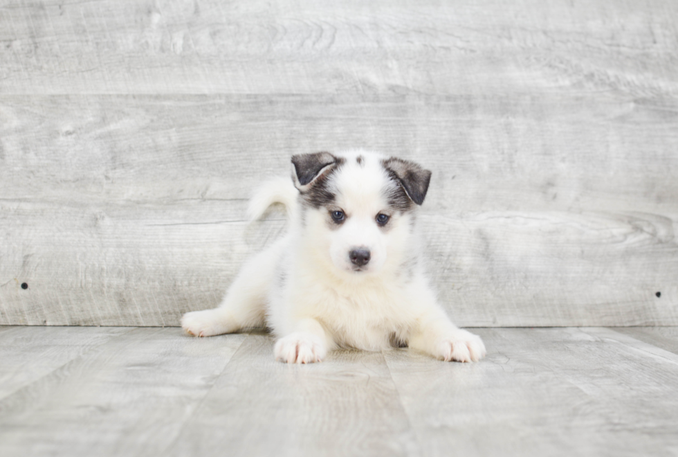 Hypoallergenic Mini Husky Designer Puppy