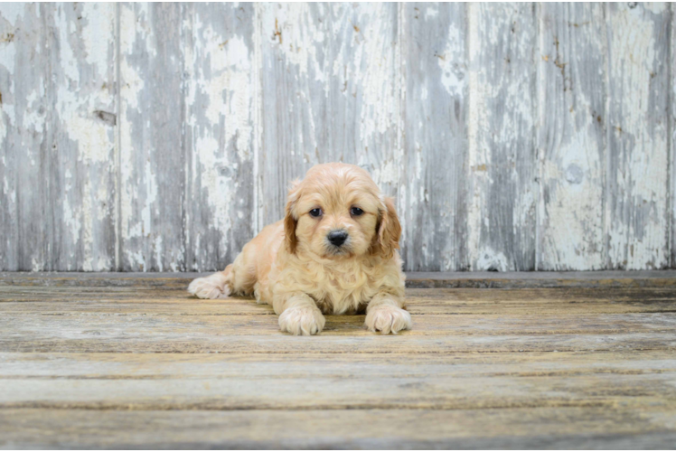 Small Cavapoo Baby