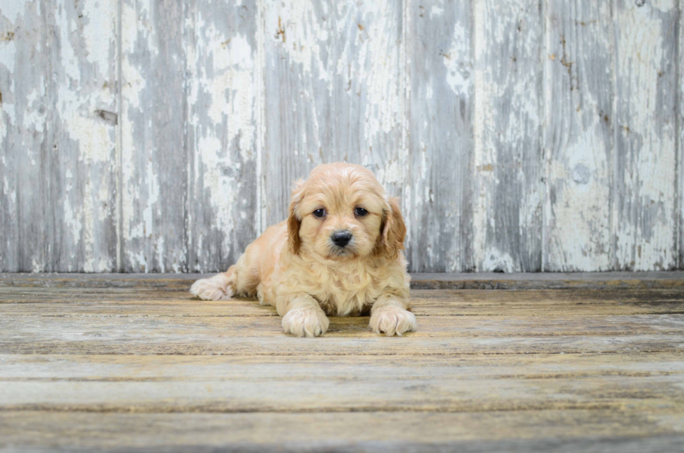 Small Cavapoo Baby