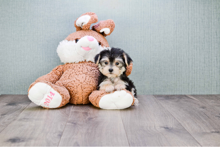 Morkie Puppy for Adoption