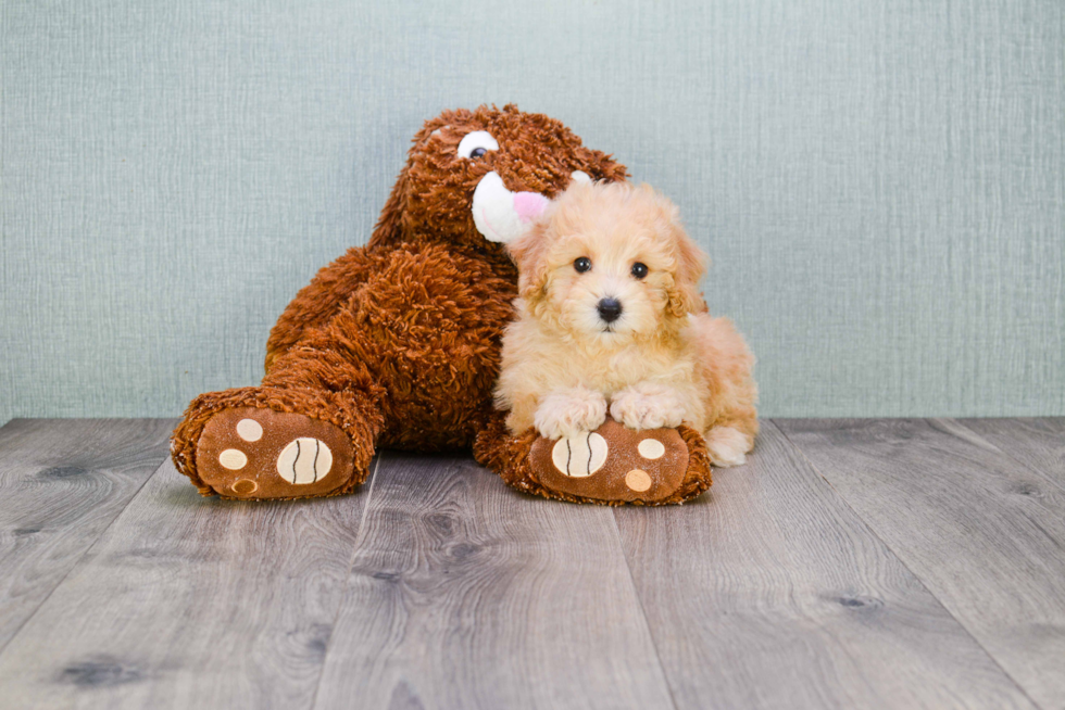 Cavapoo Puppy for Adoption
